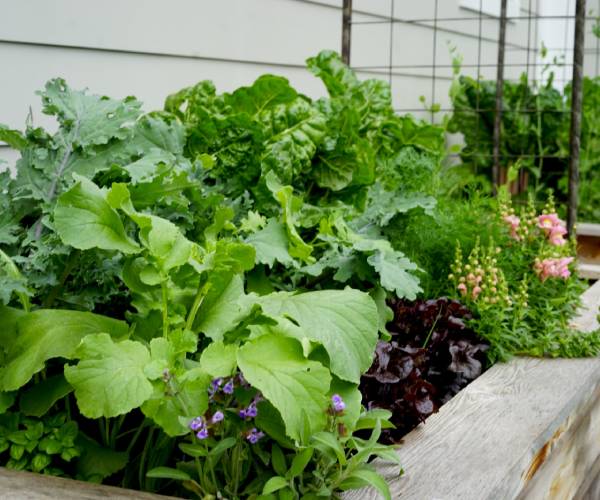 green-garden green-garden